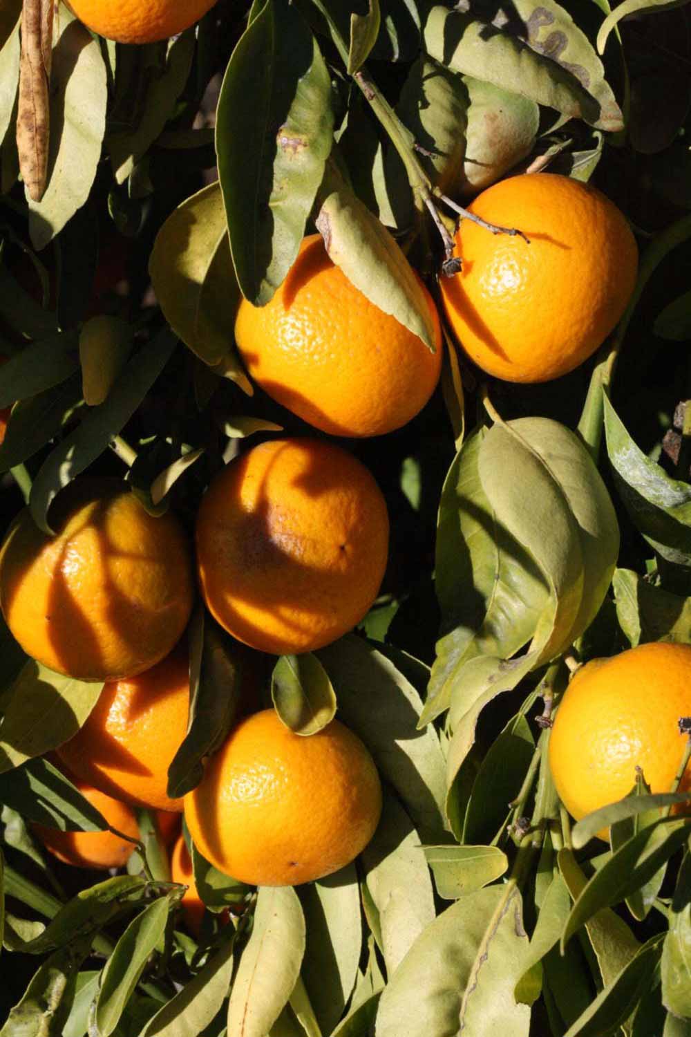            Fruit (Riverside, CA)   